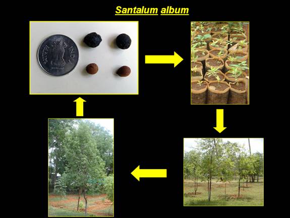 Industrial Forestry-Sandal wood-1